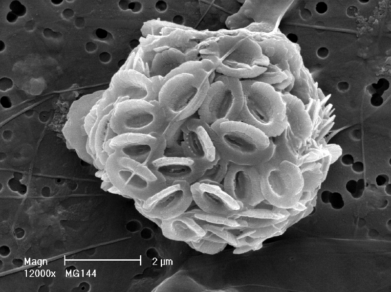 Представитель Семейства Syracosphaeraceae